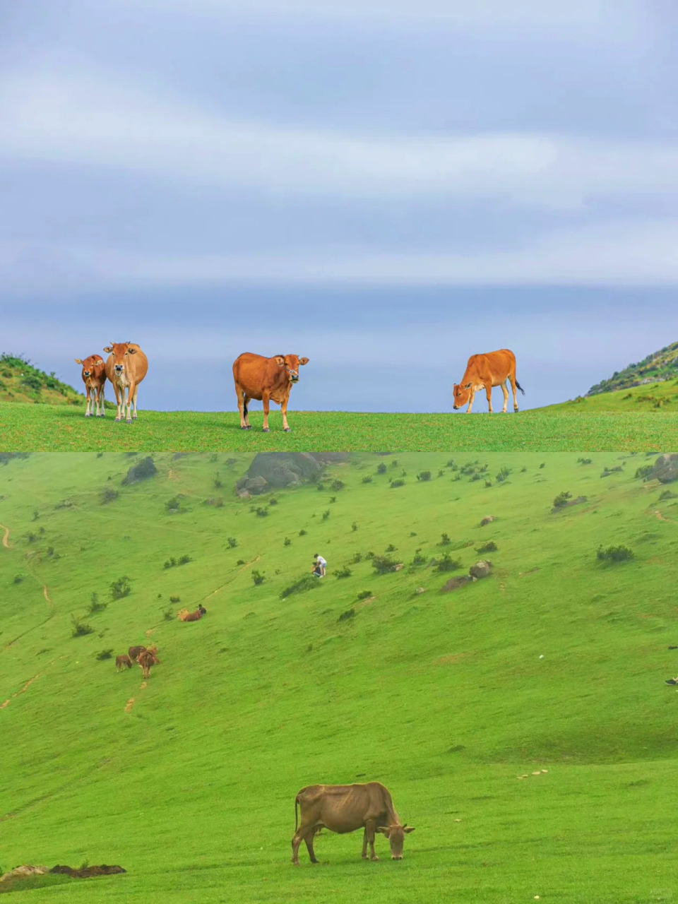 福州1h直达|媲美瑞士草原的福清大姆山草场 说到草原,大家一定都会