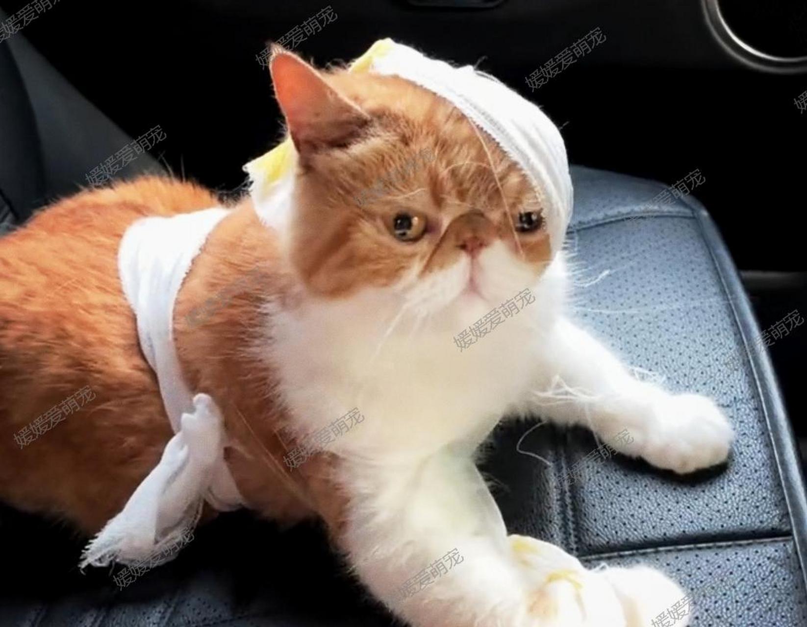 竟然被小母猫打得差点残废,真是弱爆了!