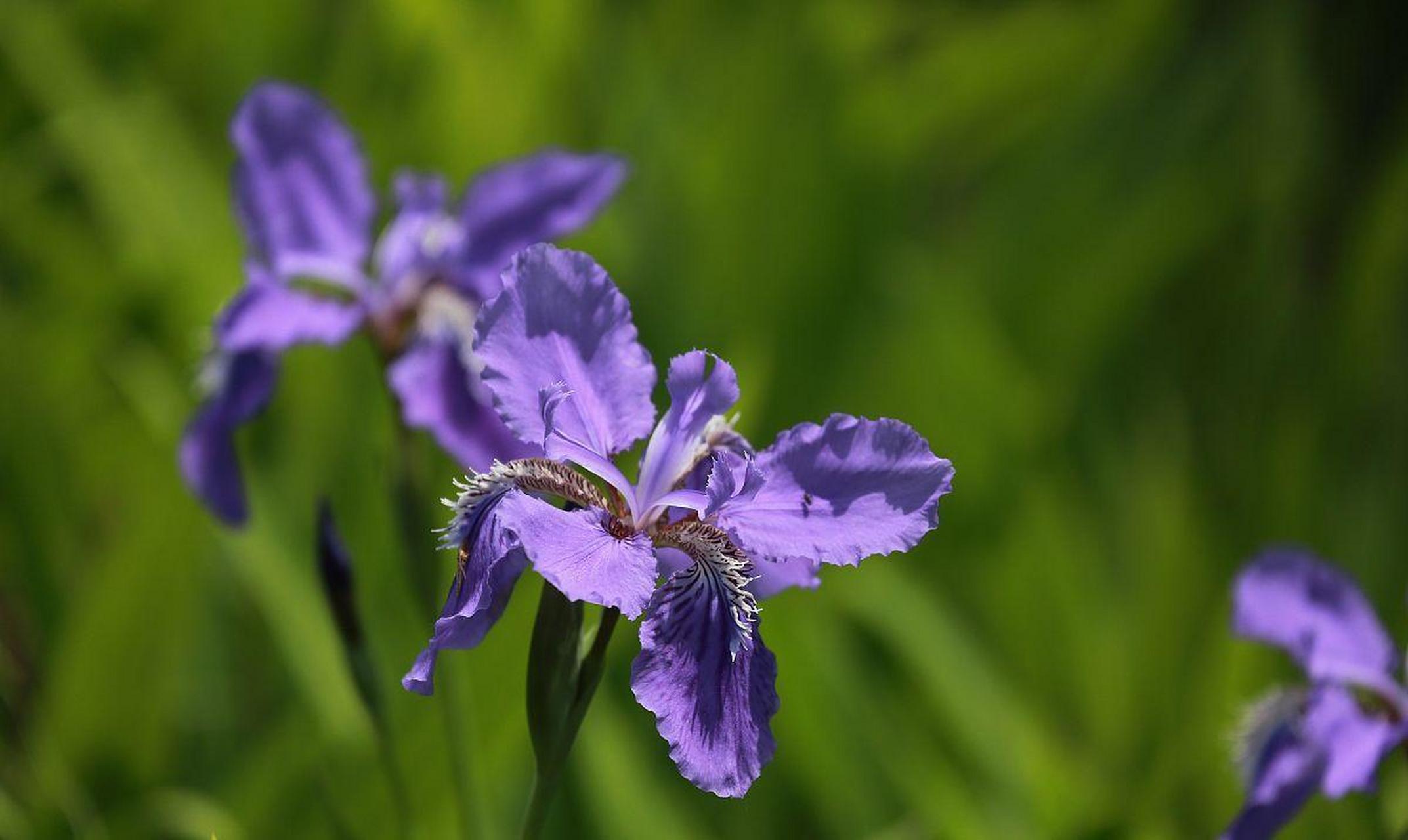 田园风植物——紫花鸢尾: 紫花鸢尾也叫扁竹花,蓝蝴蝶,它属于鸢尾科