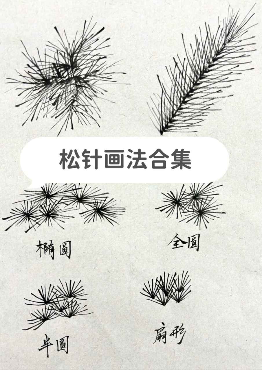 松针画法合集  扇形松针画法:此形态是松叶的基本形态.