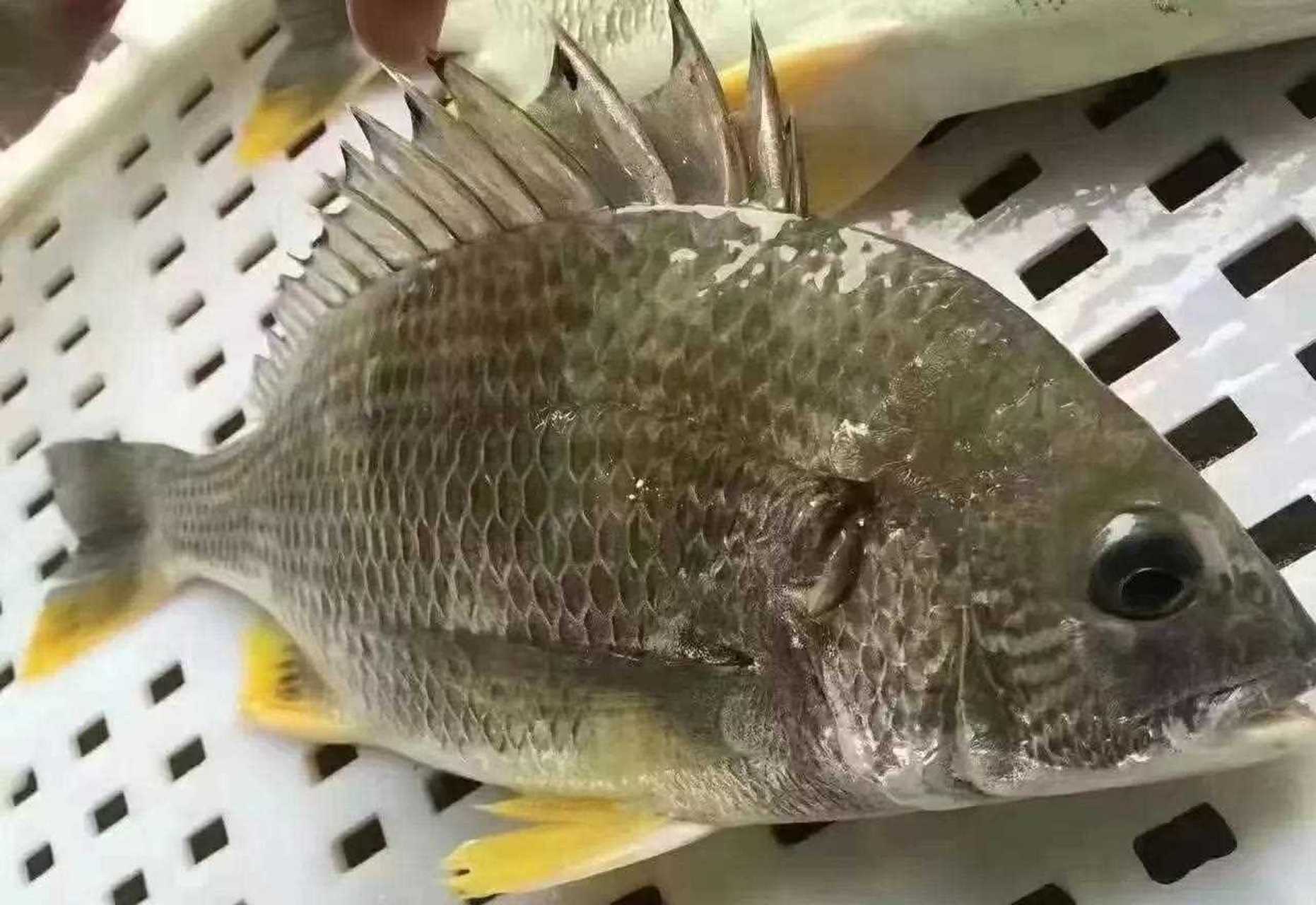 海钓黄立鱼黄翅鱼孕妇宝妈健身减肥的朋友看过来,高蛋白低脂肪,营养