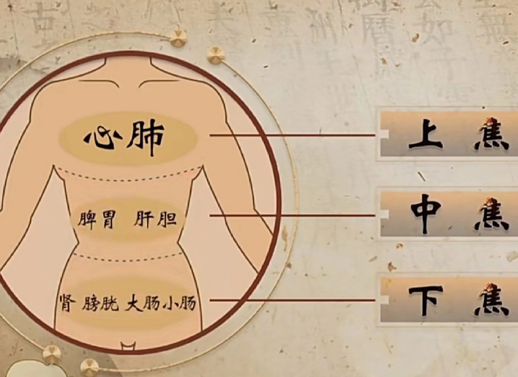 三焦具有管理水液,疏通水道 运行水液,有生理功能 首先三焦是元气通行