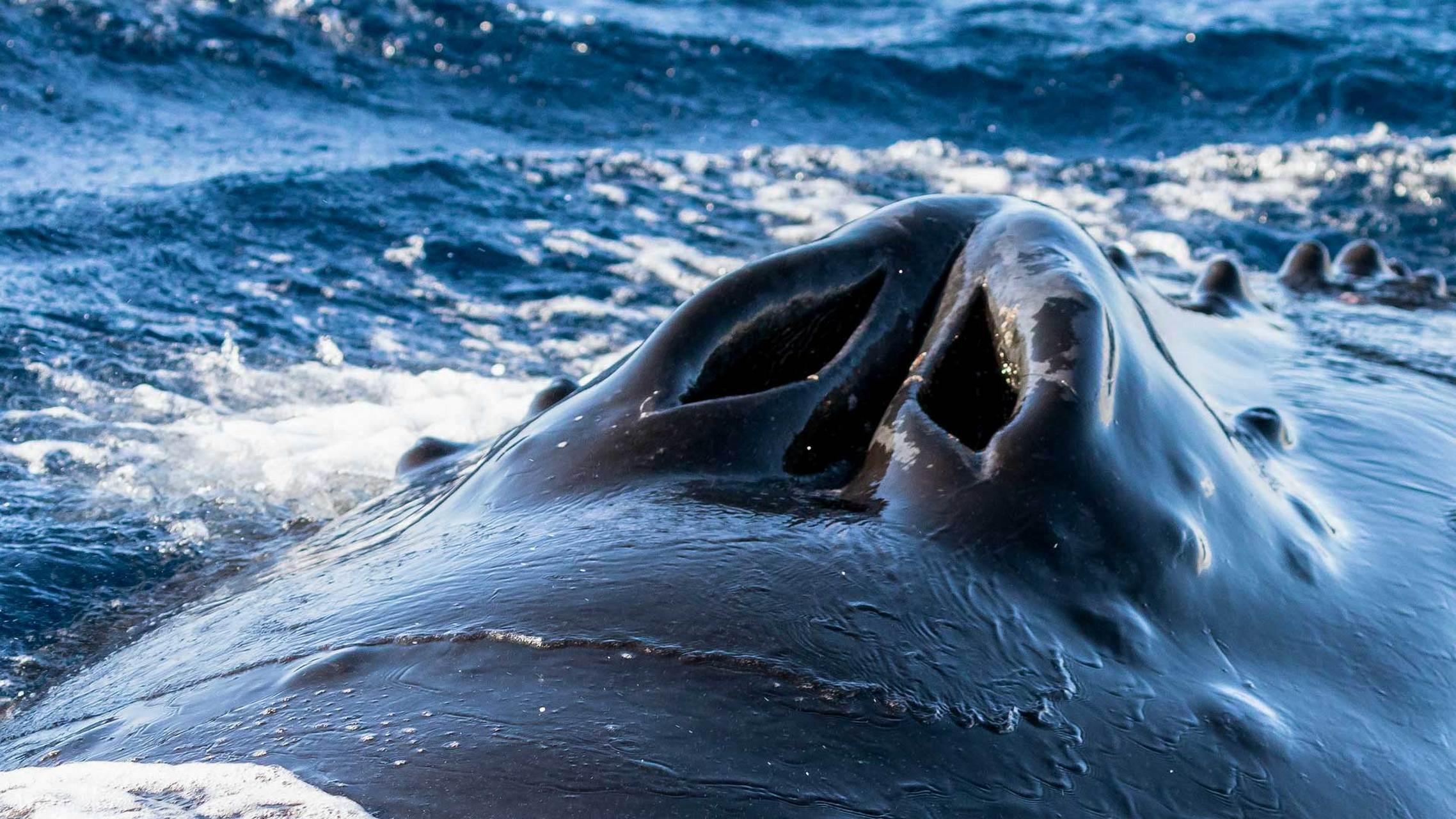 座头鲸的声音图片