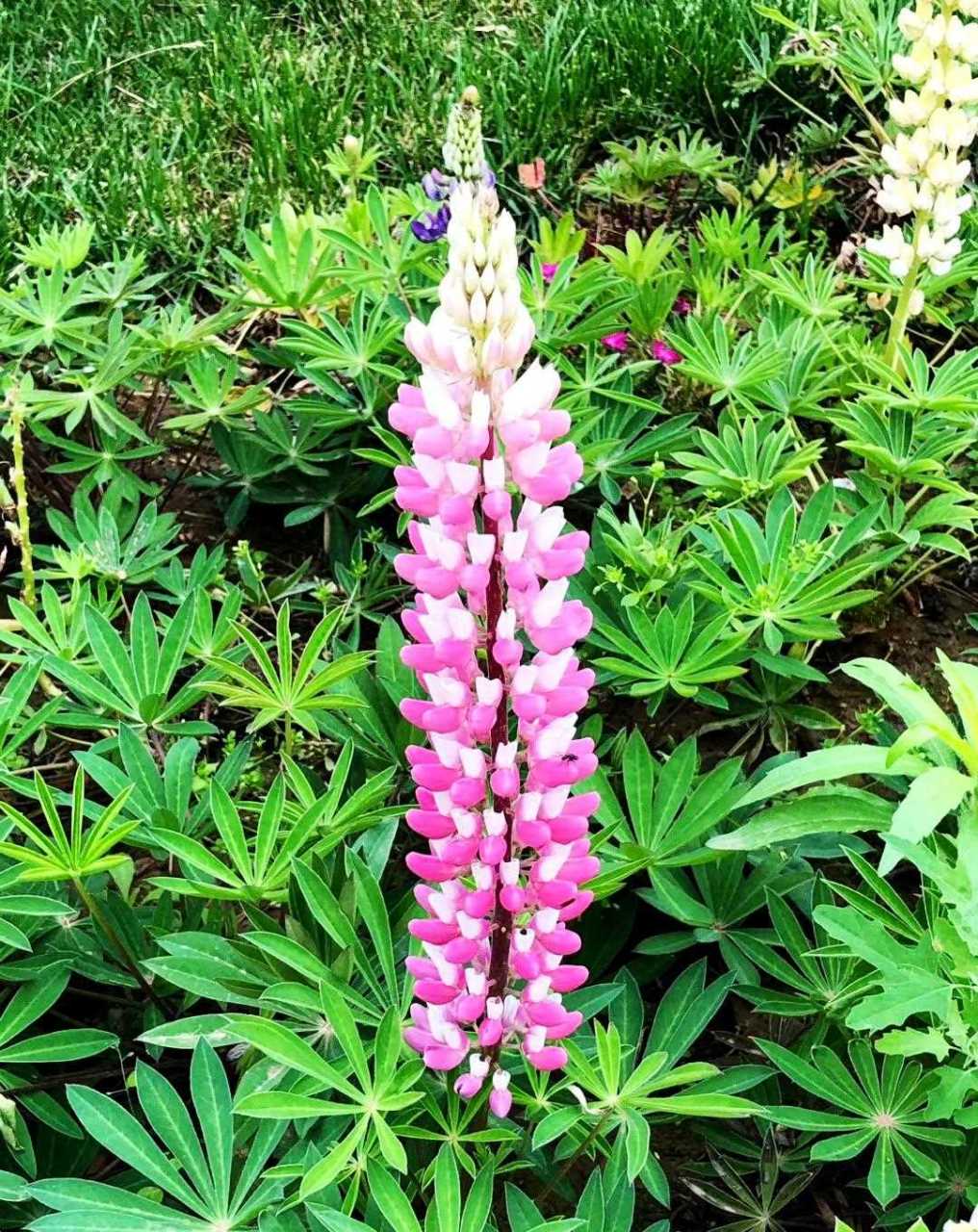 樱花季过后,鲁冰花又成了北京玉渊潭公园的一道风景.