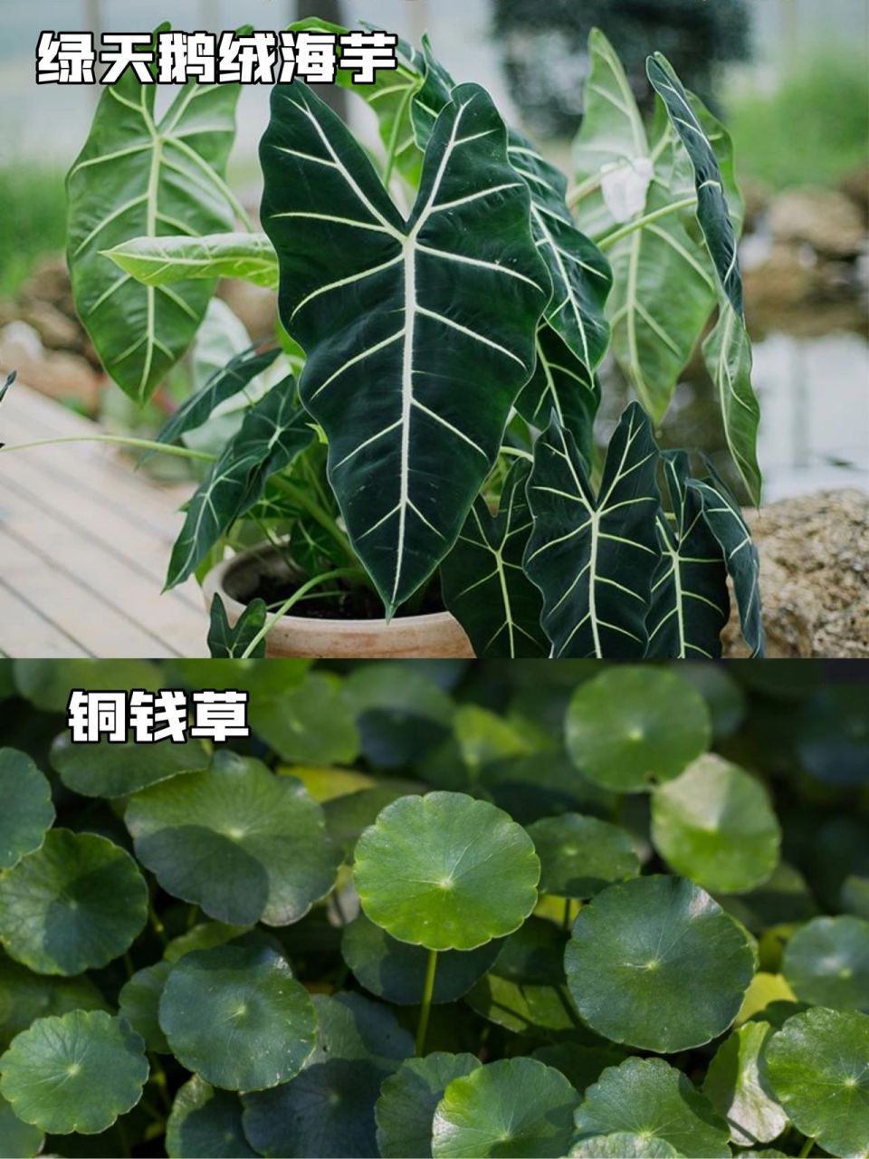 快来涨知识7515这10种耐热植物你知道么 16615海芋 在南方不