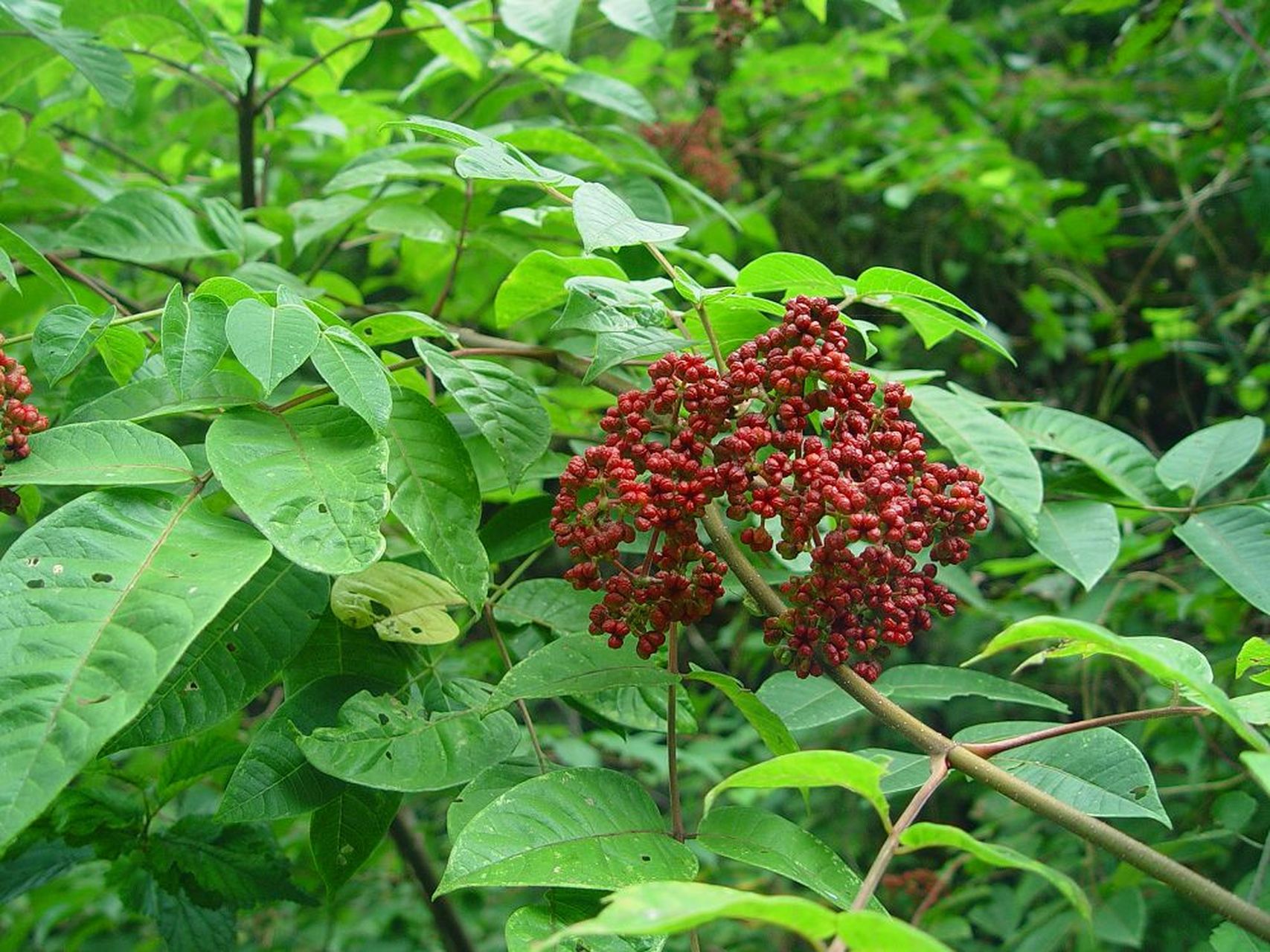 先讲个故事,以便大家记住吴茱萸和理解吴茱萸  据说呀,以前小国都要向