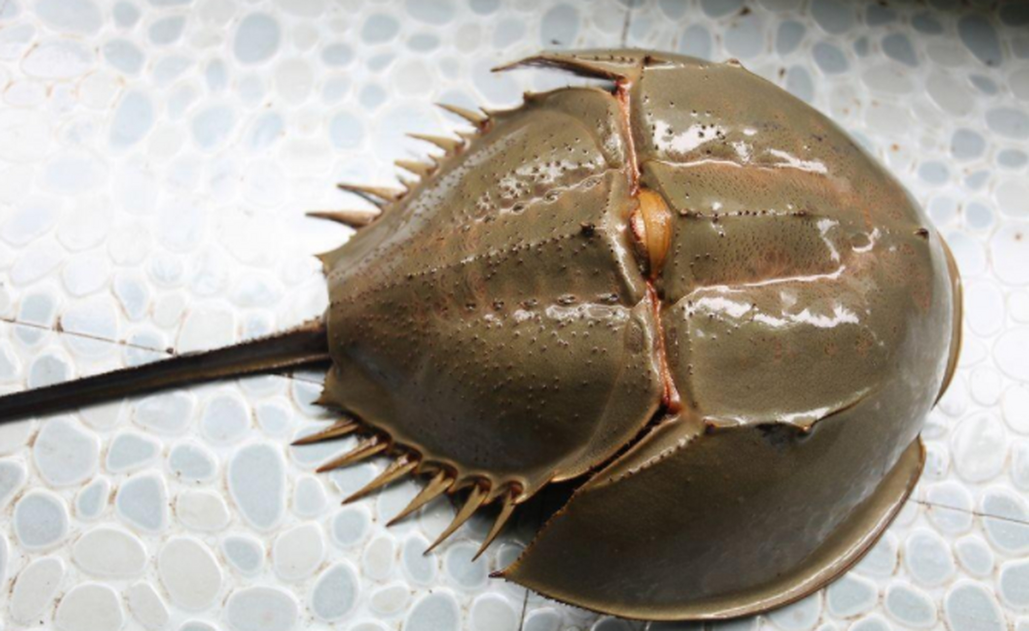 鲎是一种长相奇特的海洋节肢动物,它形似鳖却有一条硬如铁剑的尾巴,最