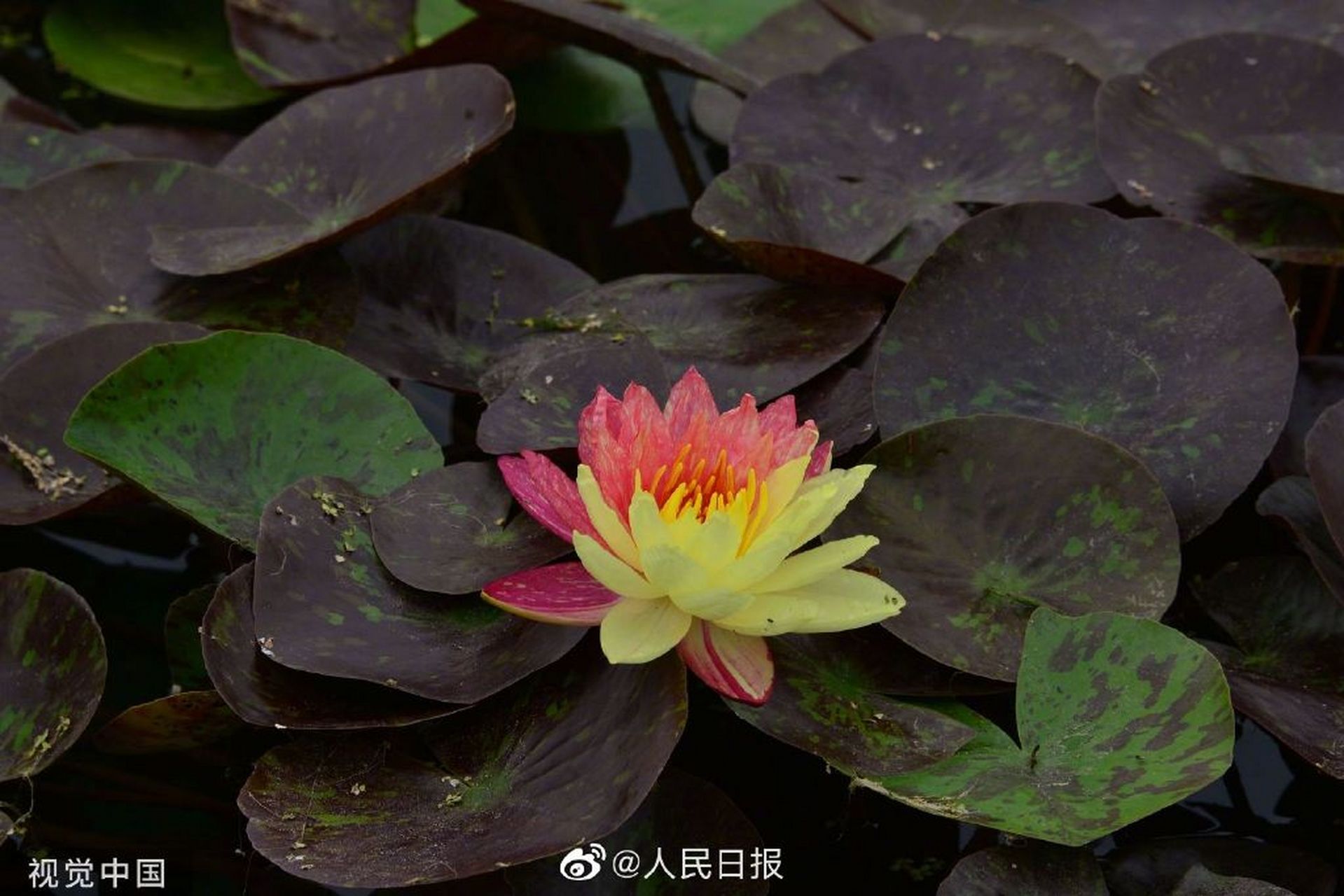 7月22日,圆明园荷花基地现珍稀双色睡莲"万维莎"