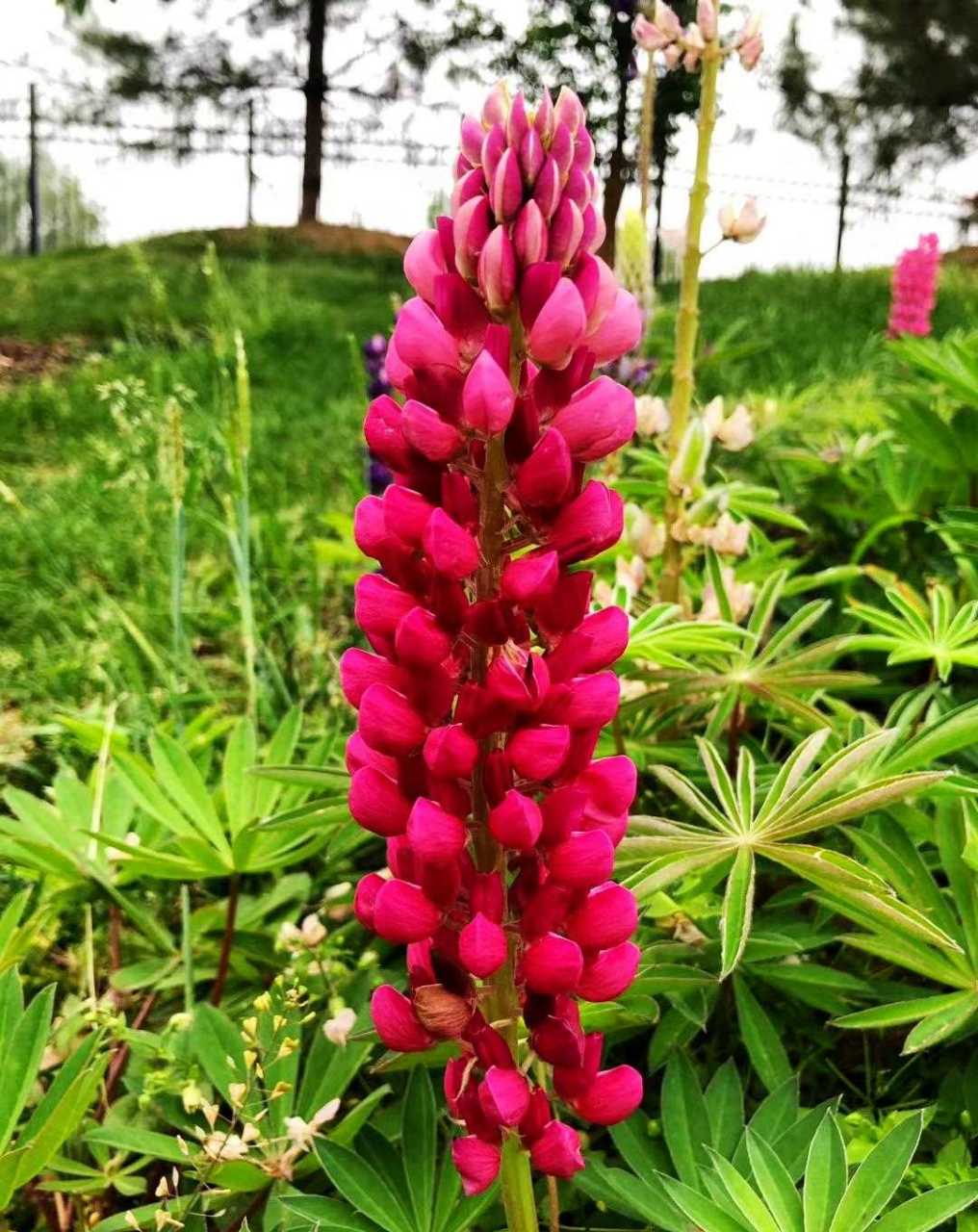 樱花季过后,鲁冰花又成了北京玉渊潭公园的一道风景.