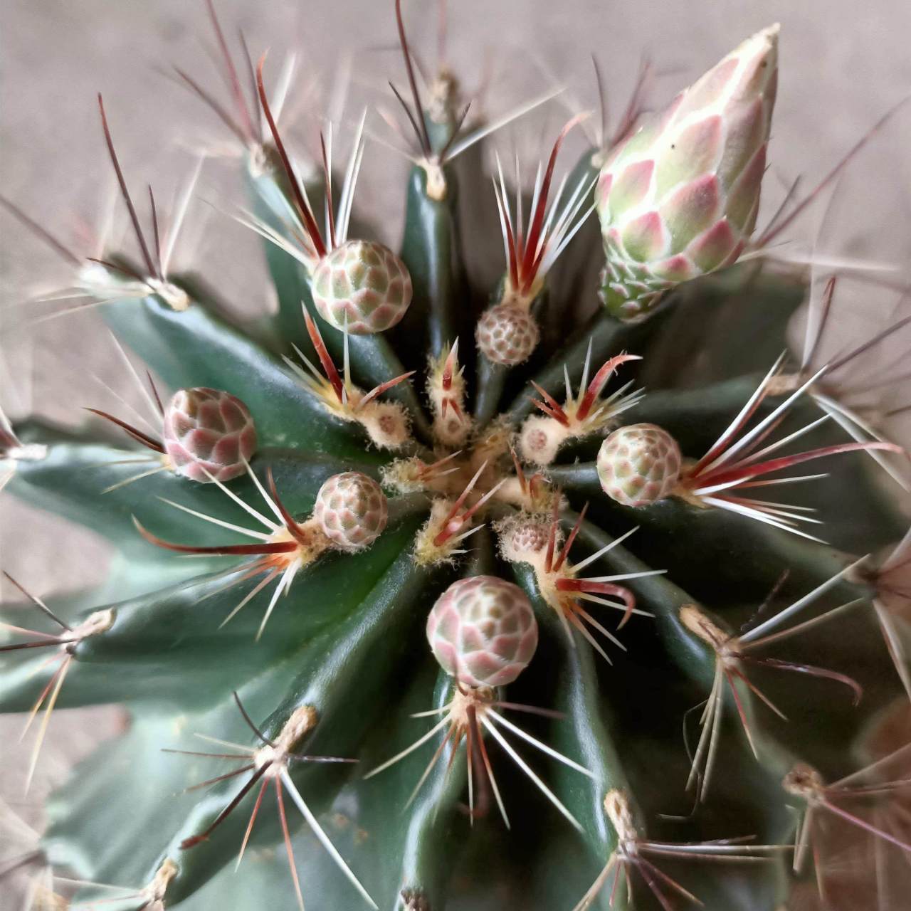 认识仙人球——龙王球 龙王球是仙人掌科瘤玉属植物,茎球形至短圆筒形