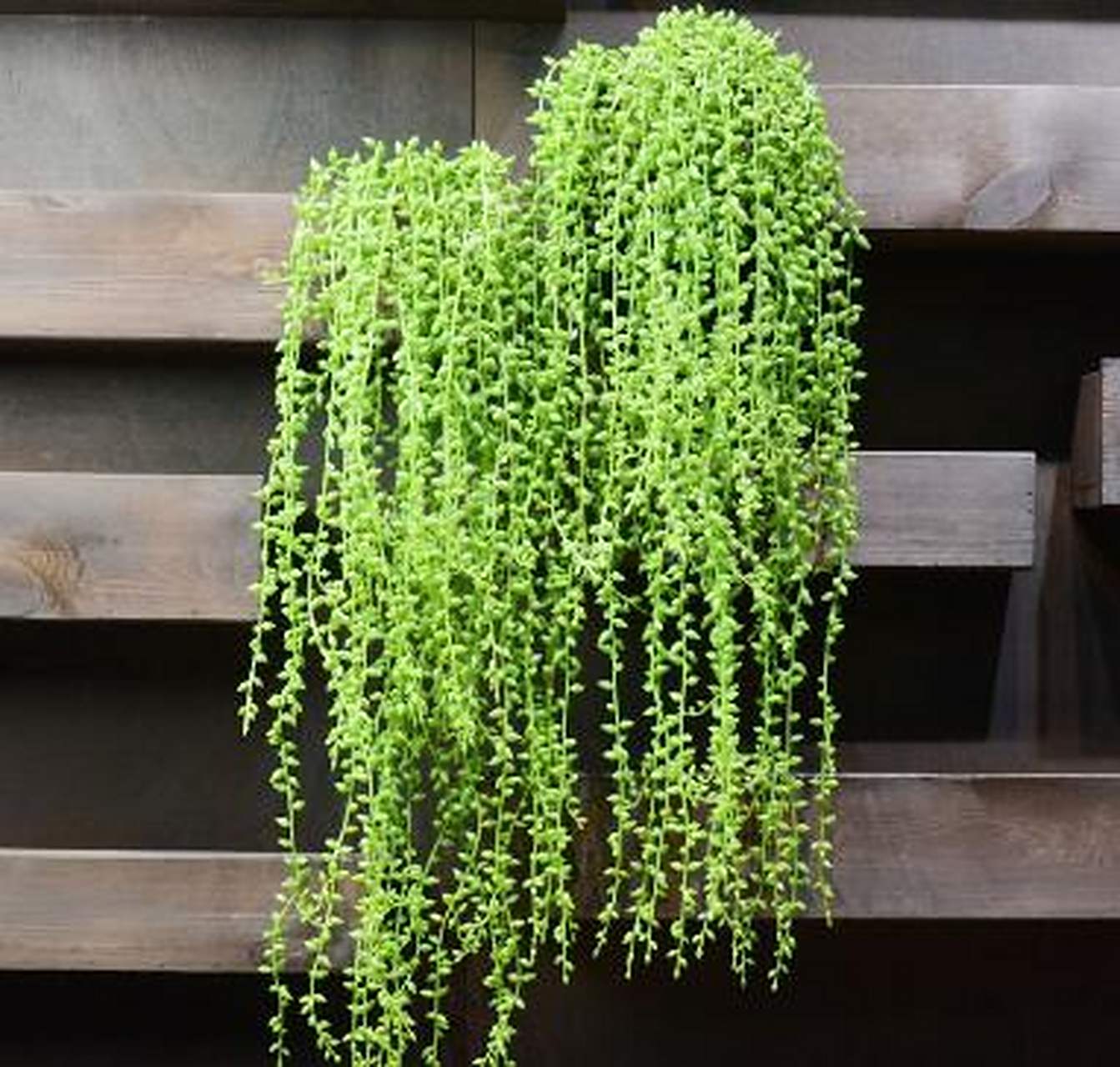 珍珠吊兰又叫佛珠吊兰,它的叶子圆润似珠,犹如一粒粒绿色珍珠一般,养