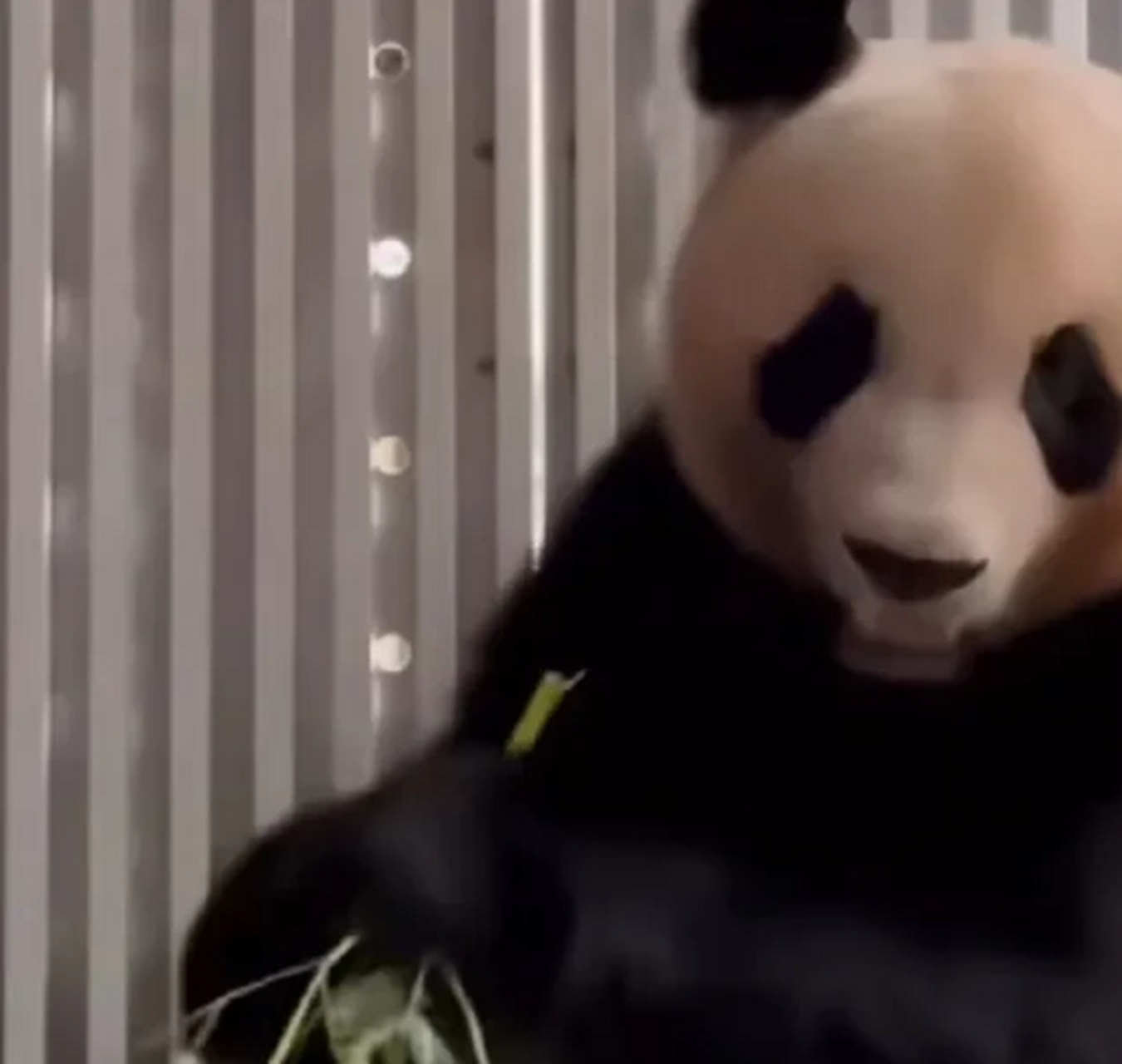 旅法大熊猫圆梦,由法国总统夫人亲自护送到机场,它的饲养员和兽医