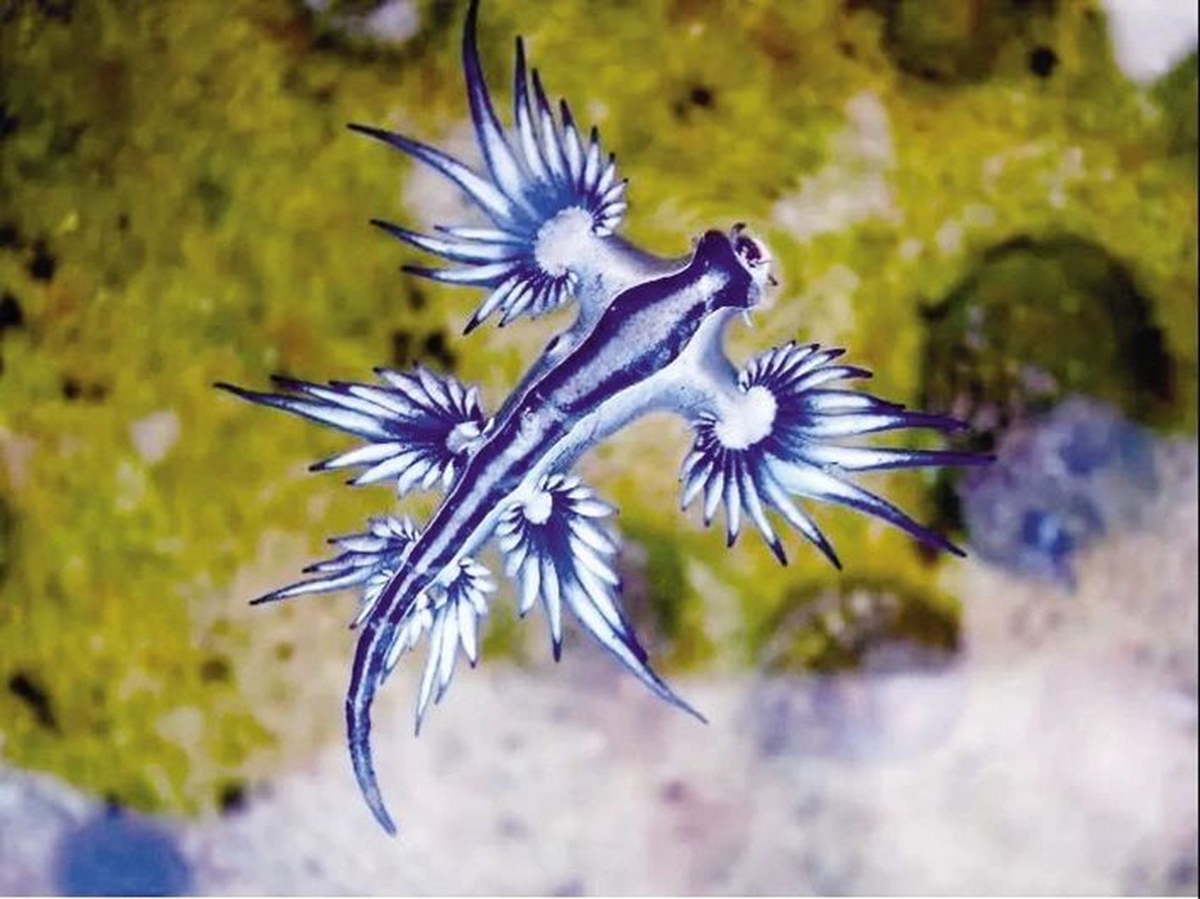 海洋生物-大西洋海神海蛞蝓 73 体长3-8厘米 体型扁平,末端尖细