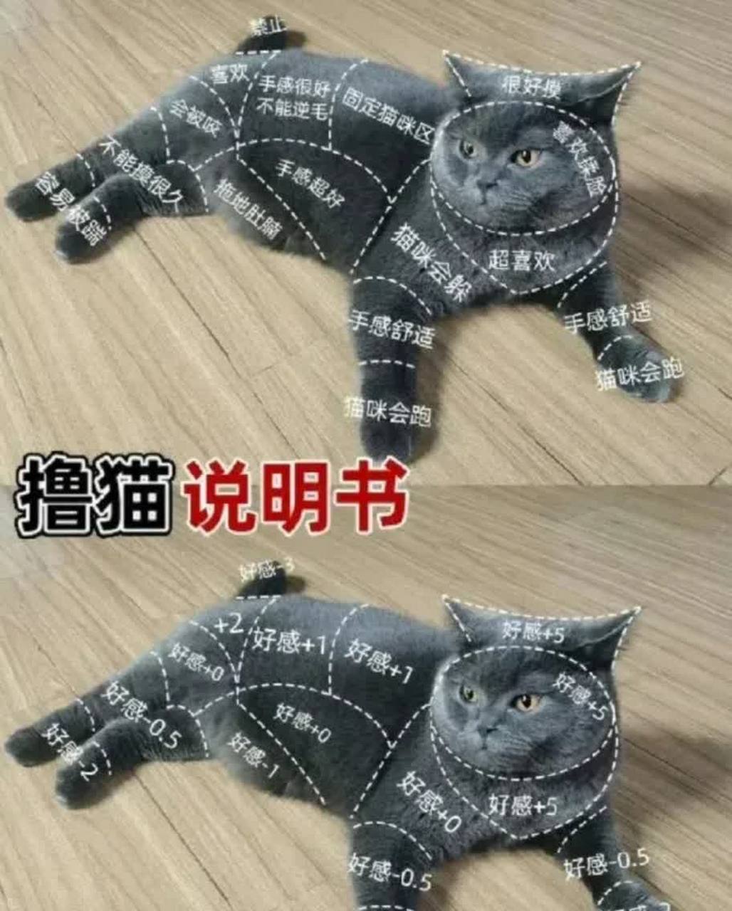 抚摸猫的使用说明书,谢谢![大笑][大笑]#搞笑