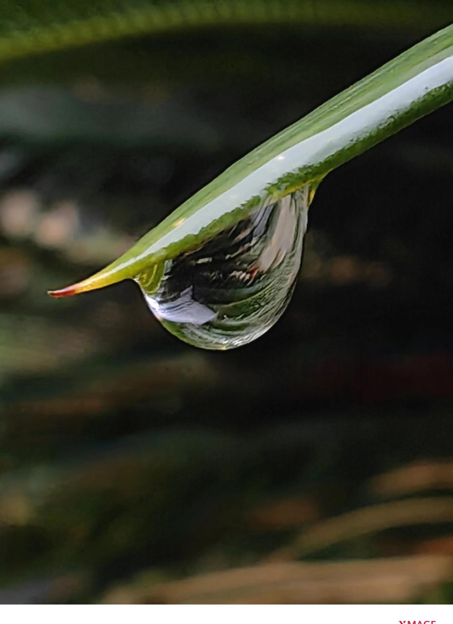 雨后树叶滴水的图片图片