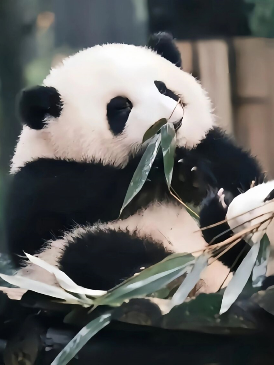 独一无二的呆萌魅力  最近我深深地被熊猫迷住了,每天都要打开手机看