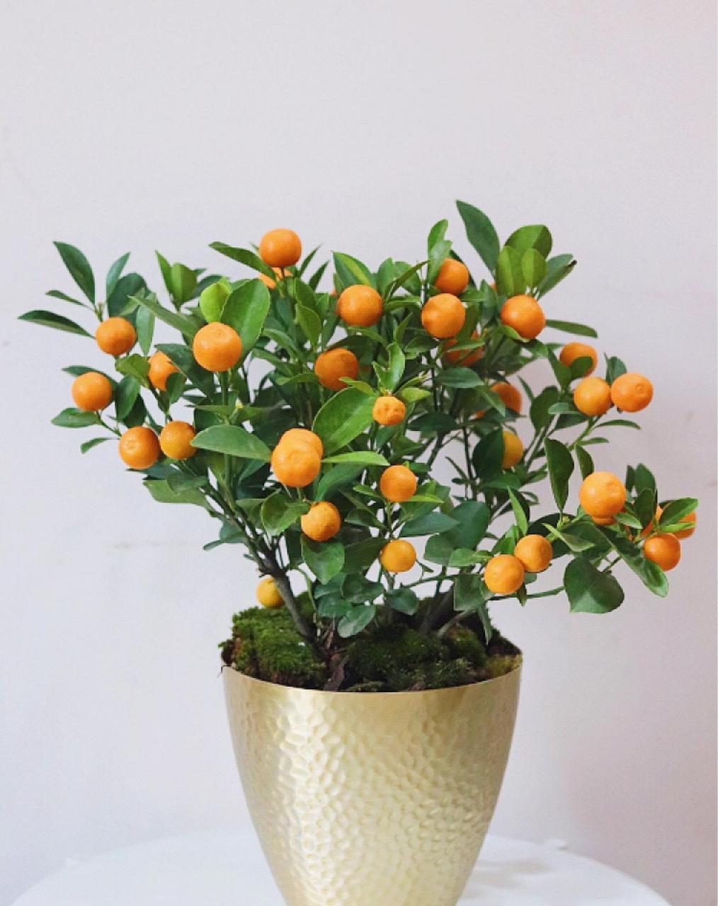 年宵金桔是赏果不赏花的独特盆景,临近春节,很多人家