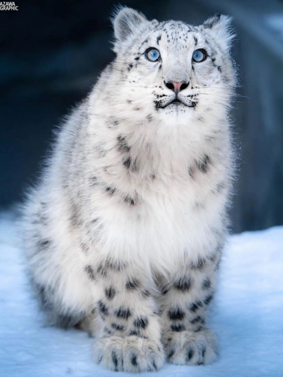 雪豹猫价位图片