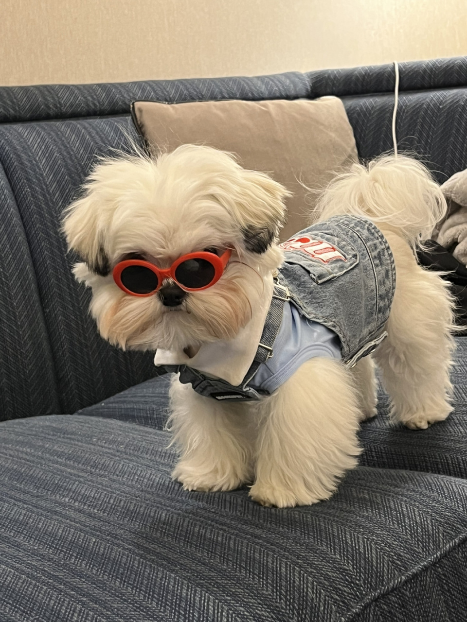 小狗穿搭|今天是斯文败类3博士  那句话人靠精装马靠鞍,狗子穿起衣服