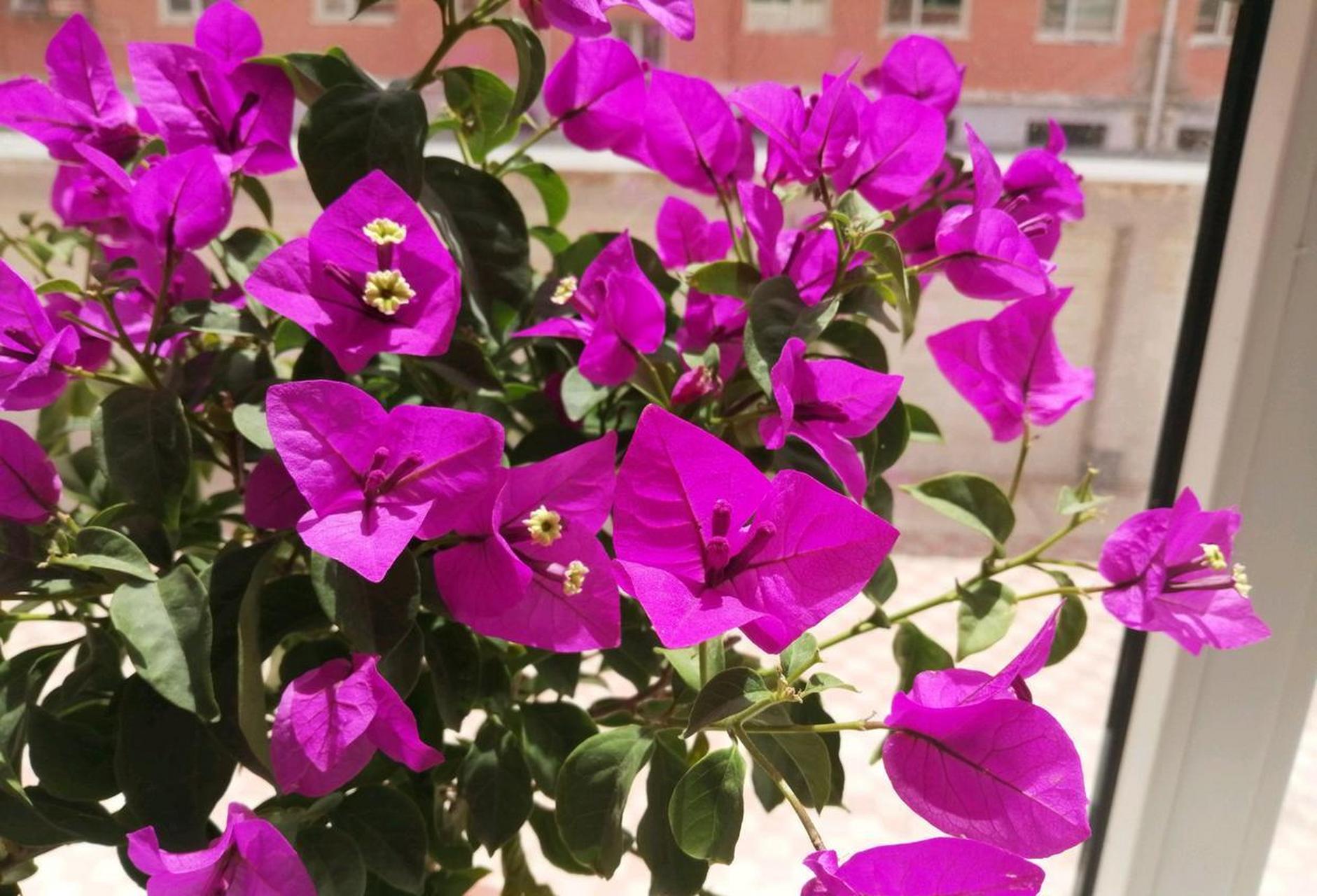 三角梅优秀品种"安格斯",别名云南紫,风靡全世界的品种,在外地栽能长