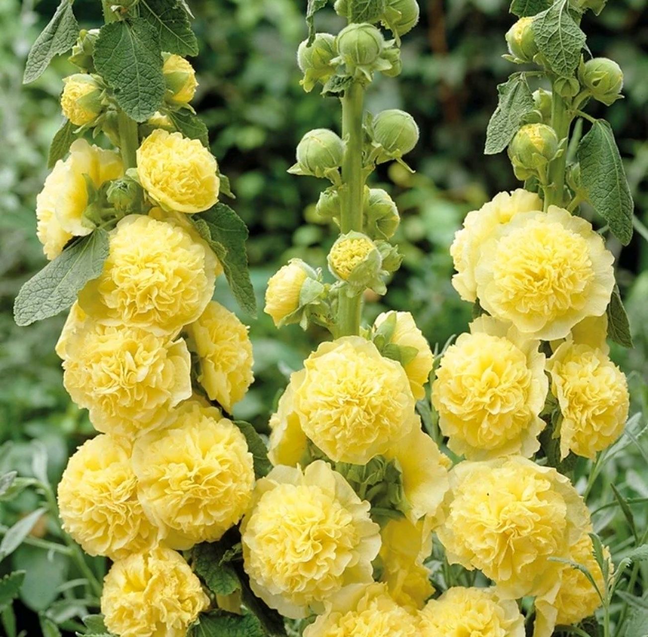 很多人对重瓣蜀葵很感兴趣  可是却从来没有养过它  那正好,今天让