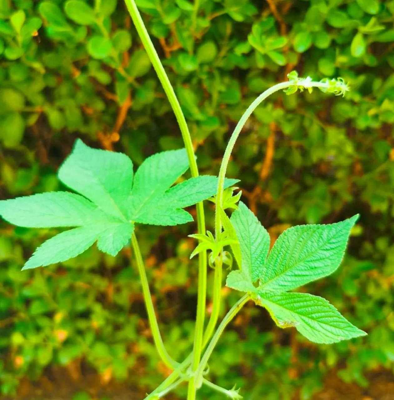 拉拉秧之美[鸡蛋] [你懂的] 拉拉秧,学名葎草,别名五爪龙.