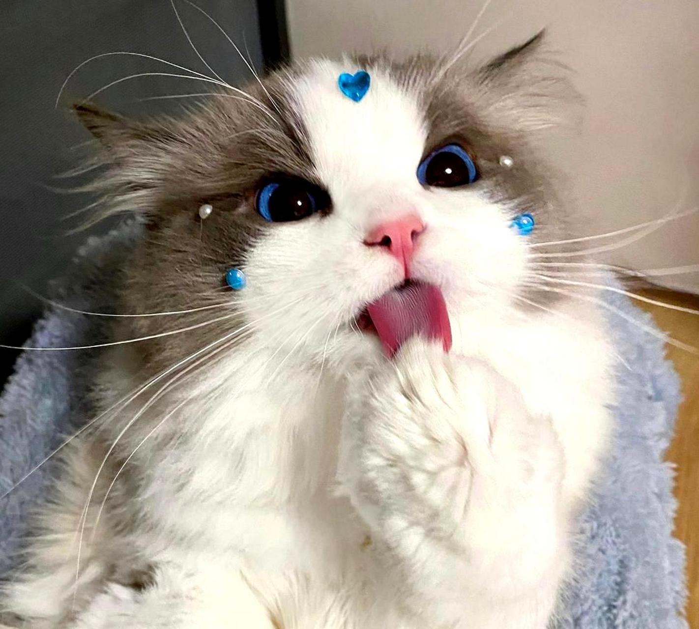 笨蛋猫猫的情头很可爱.