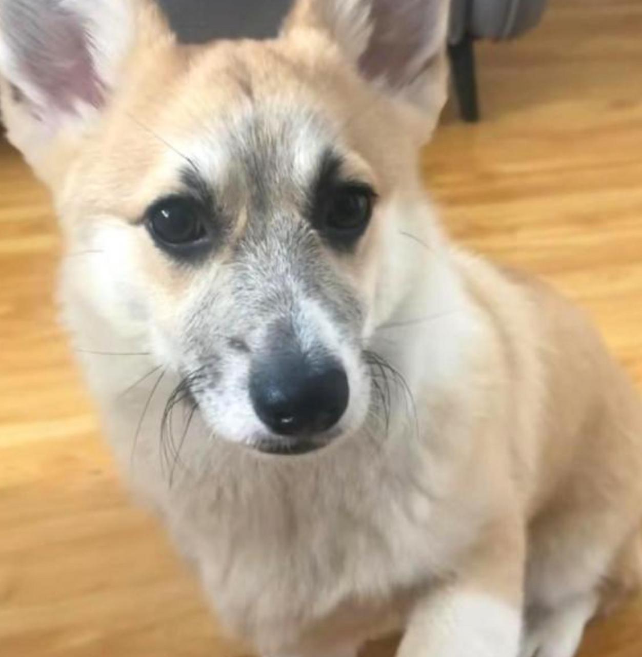 这只狗的胡子长得真有想法,真有趣