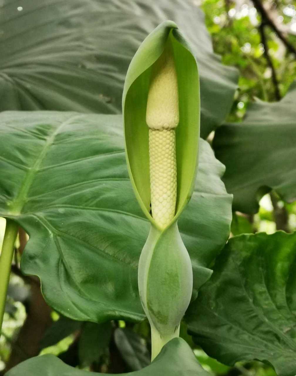 滴水观音的花像是观音一样,所以得名滴水观音,其肉穗花序很芳香,而