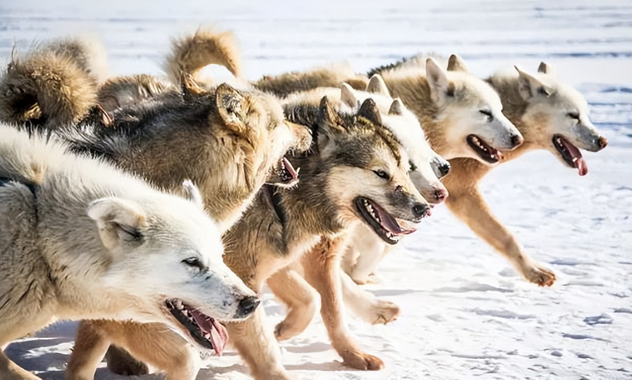俄罗斯最近面临了一场罕见的狼灾,成千上万头野狼席卷当地