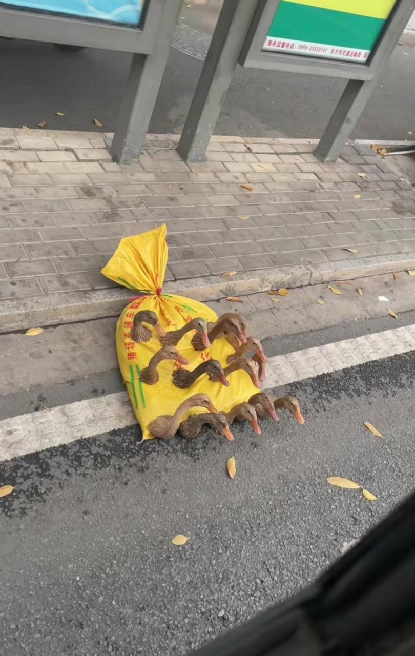 猛一看,我还以为《西游记》里的九头虫呢!