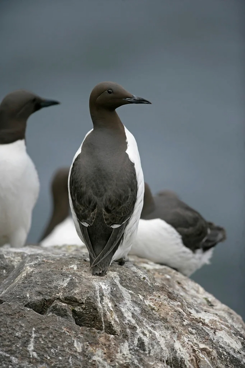 每天了解一种神奇的动物|海鸠  91中文名称:海鸠 91英文名