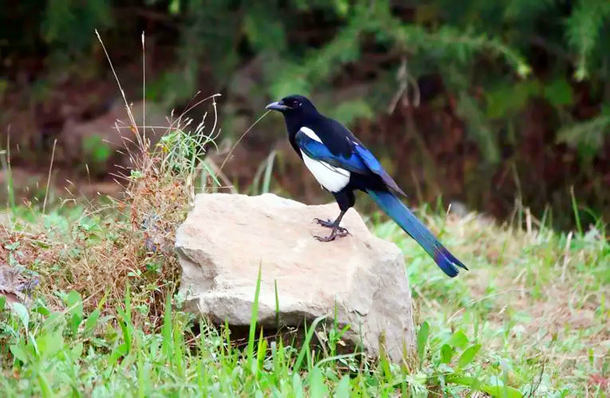 蓝喜鹊这种鸟,在农村还真是不怎么招人喜欢.