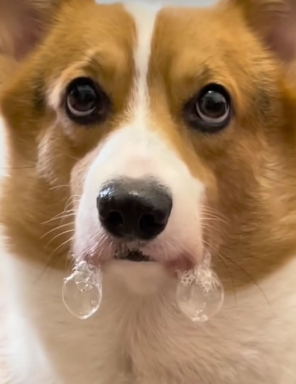 哈哈哈,这狗好可爱啊,竟然还会吐泡泡!