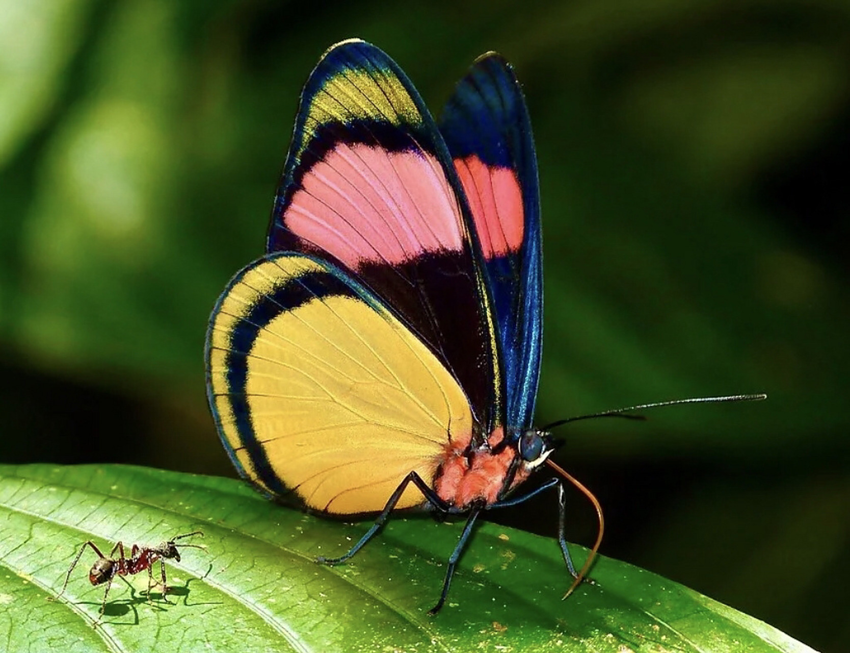 在绘画中,蝴蝶可以被用来表现自然界的多样性和生命的美丽.