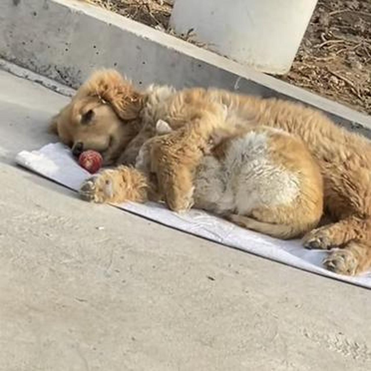 流浪猫狗现状图片