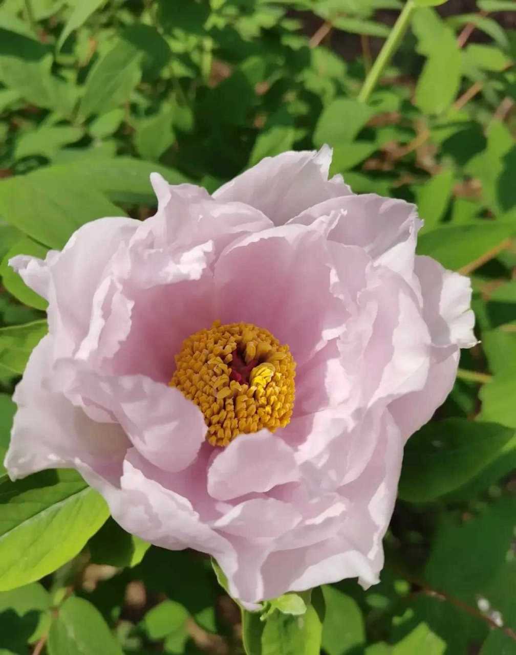 这种单瓣的牡丹也非常漂亮哈,显得清香淡雅 ,并不张扬,一种简约的美