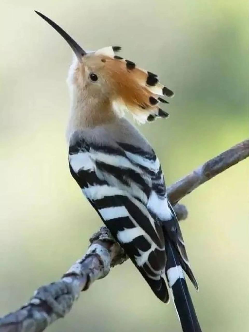 头戴皇冠的鸟儿 【戴胜】 upupa epops 「戴胜科   戴胜属」 体长245