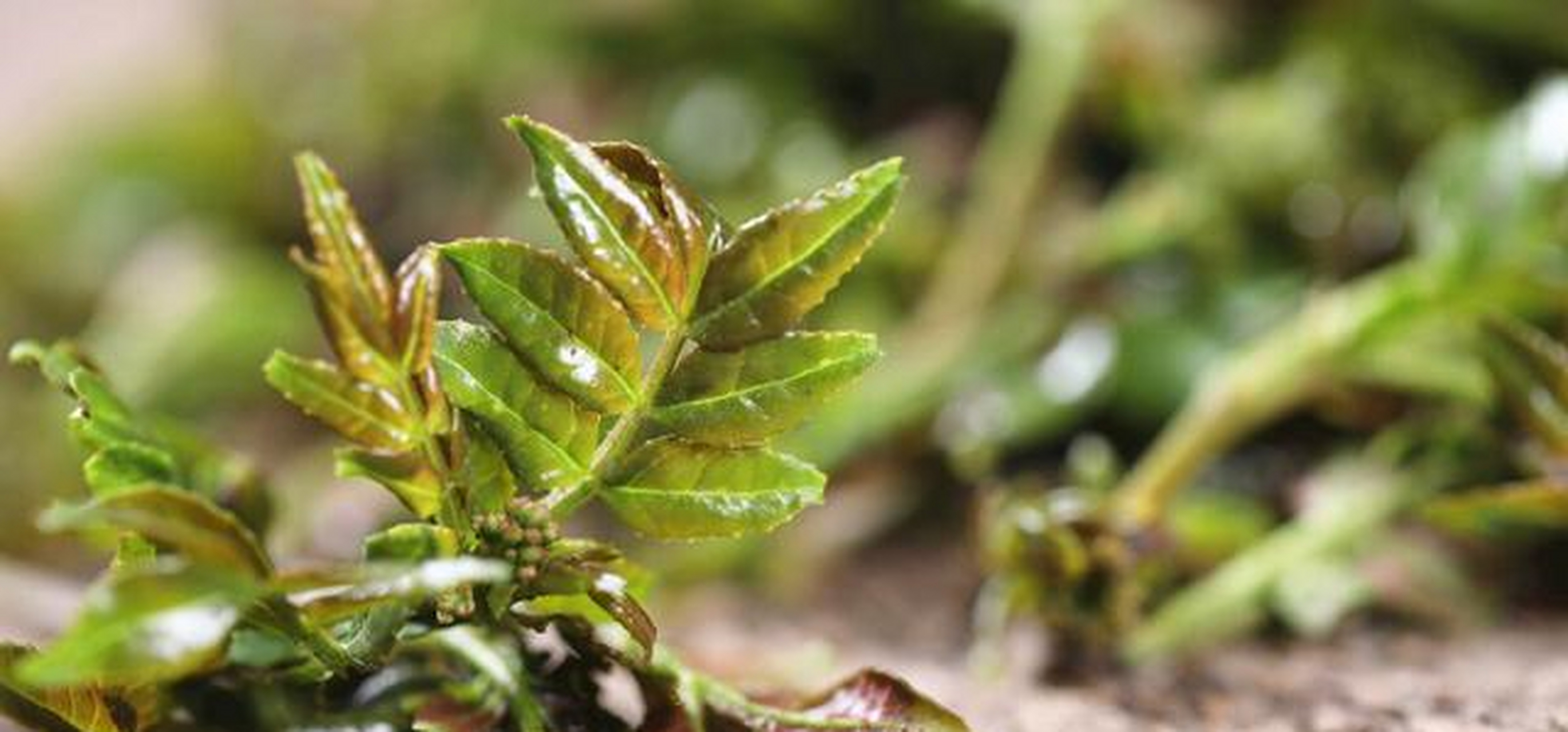 花椒芽是花椒树发芽期幼嫩的芽叶,这种叶子一直被视为"芽苗菜中的珍品
