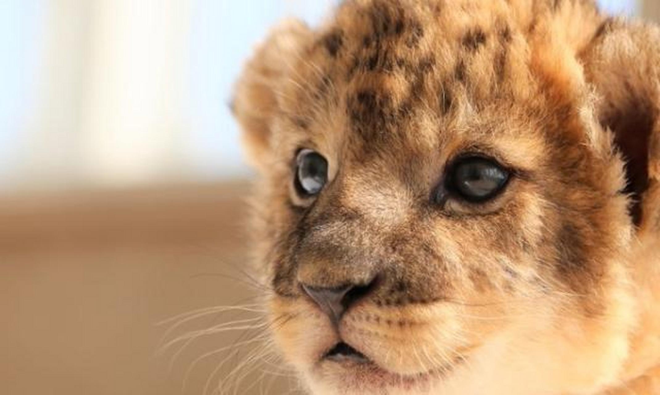 他们身上的奶香味了~656524( ˊ53╝ )296666* #搞笑萌