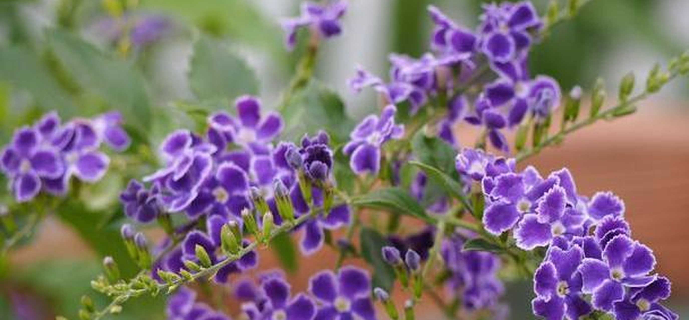 金露花俗名台湾连翘,小本苦林盘,如意草,假连翘,是马鞭草科金露花属的