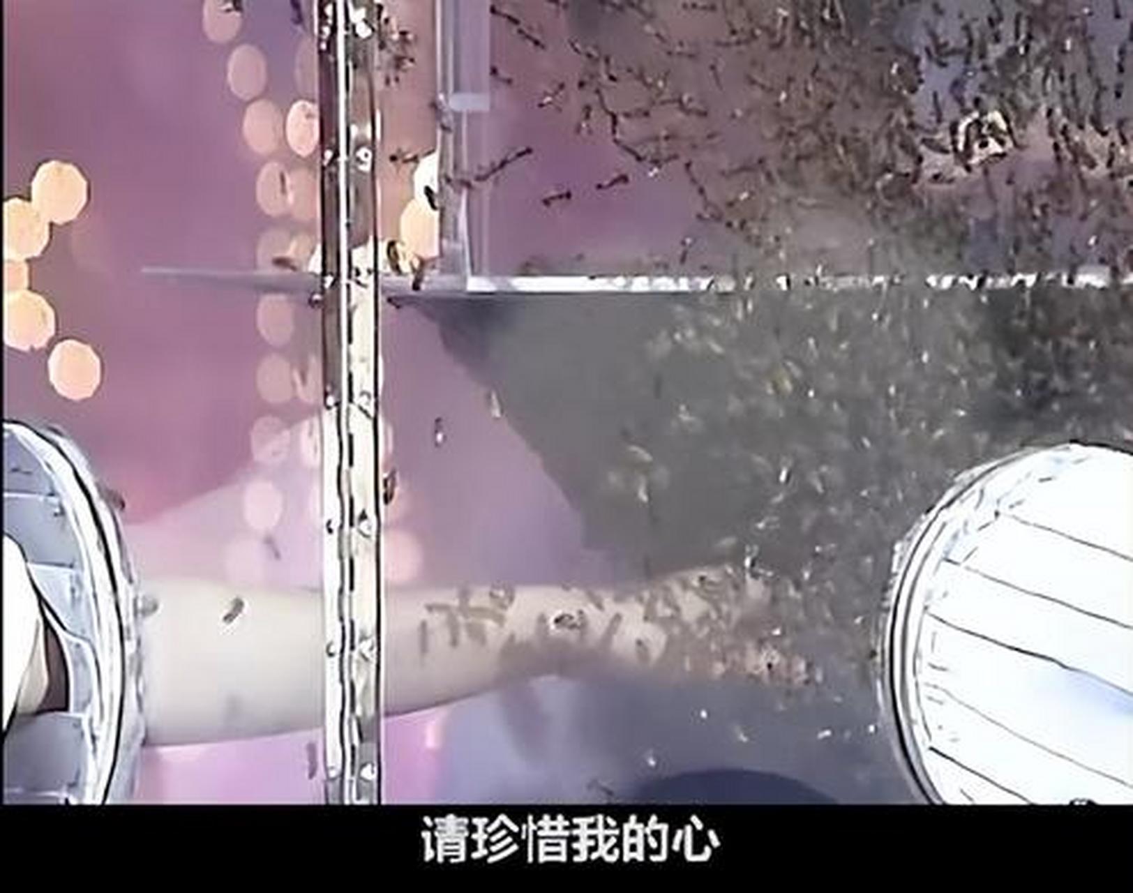 王菲唱走音了!早年双手伸蜜蜂箱唱歌,一脸惊恐唱错词还害羞