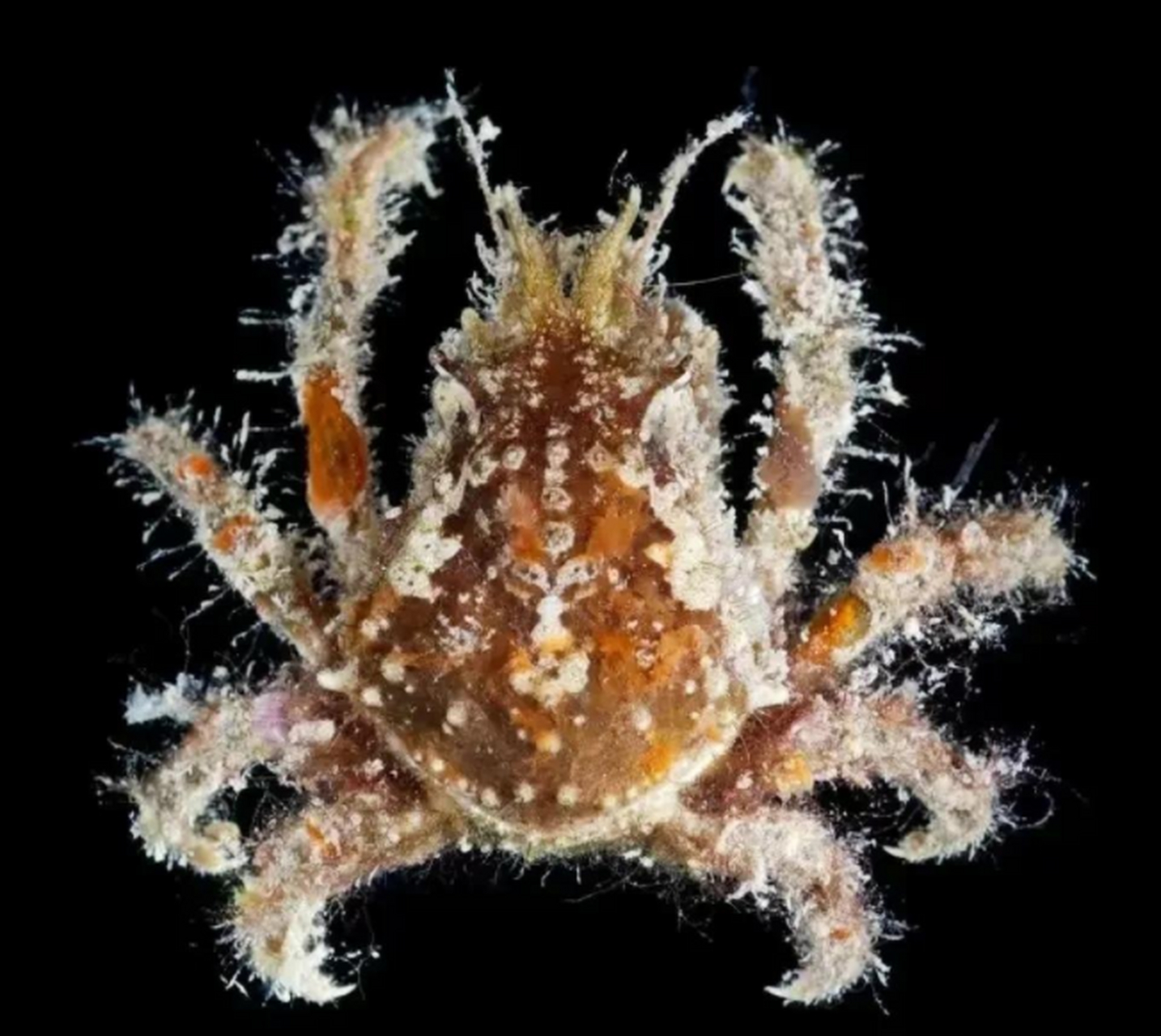 有些装饰蟹把有蜇的海葵放在它们的脚爪上.#动态创作月