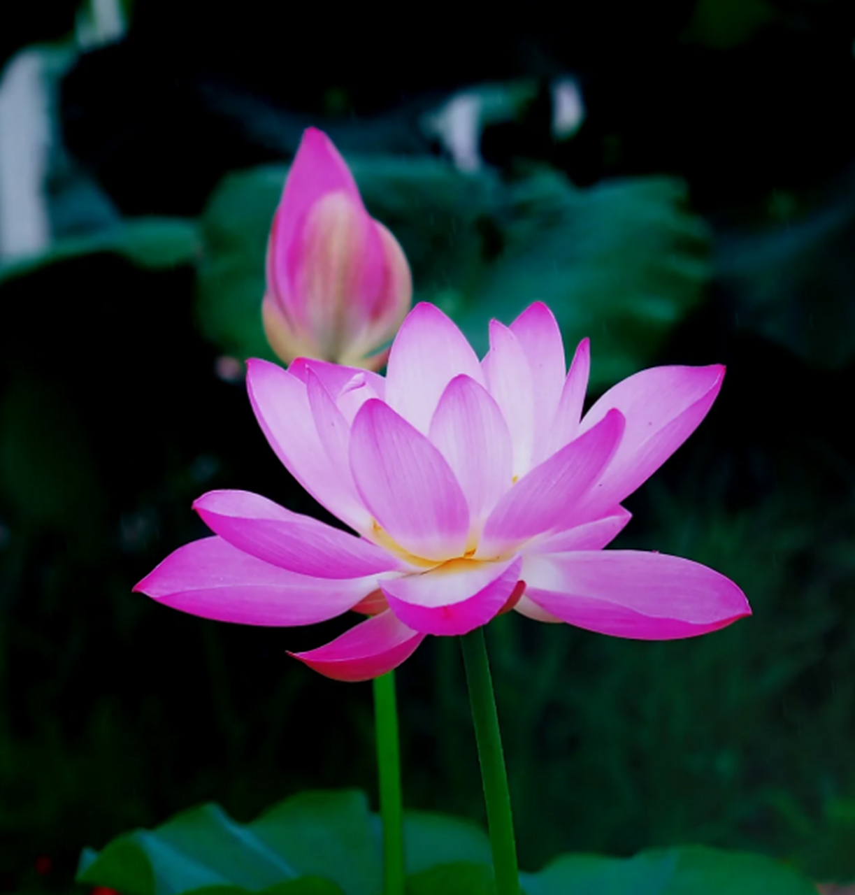 江苏夏日的荷花有多美# 爸妈的荷花头像上新了,帮咱爸妈挑一个吧!