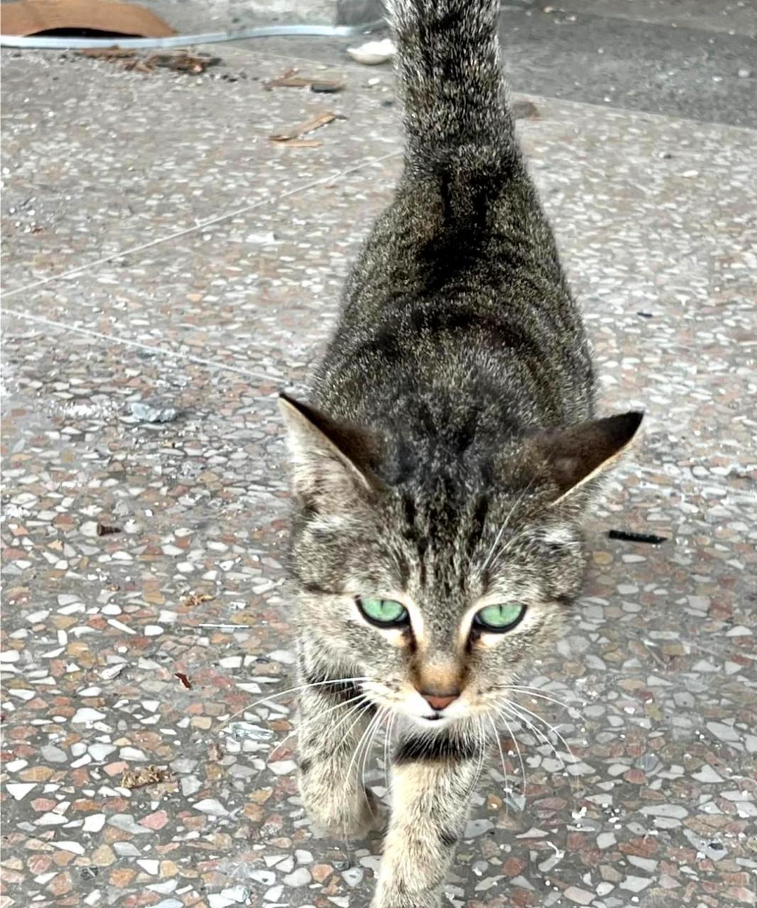 绿眼狸花猫图片