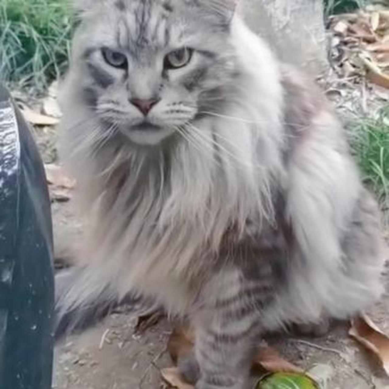 看到一只这样的猫,像老虎又像狮子,好威武啊,谁知道这是只什么猫?