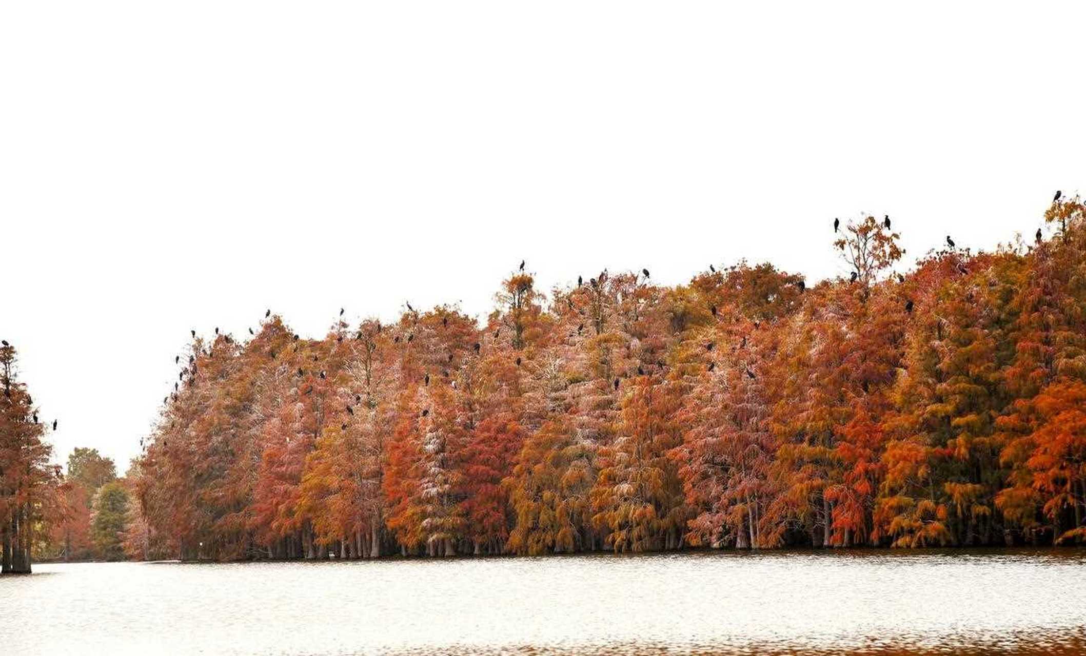 池杉湖湿地公园滁州图片