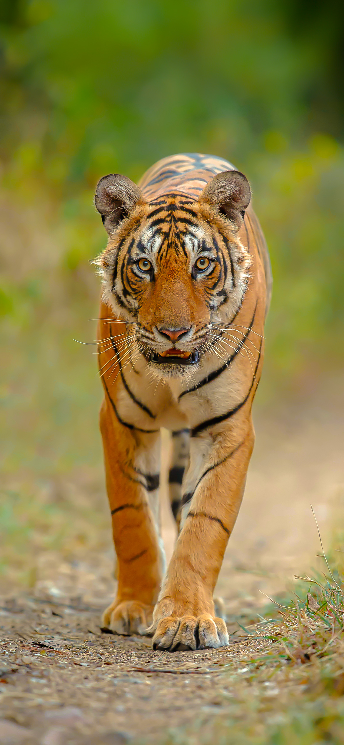 今天,我想和大家分享一些来自非洲草原的可爱小动物的照片,这些照片将