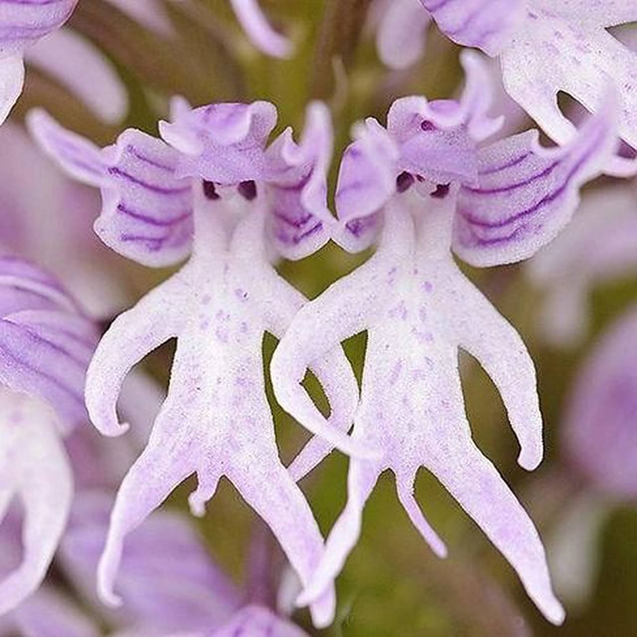 奇葩植物盘点1——植物也过万圣节?