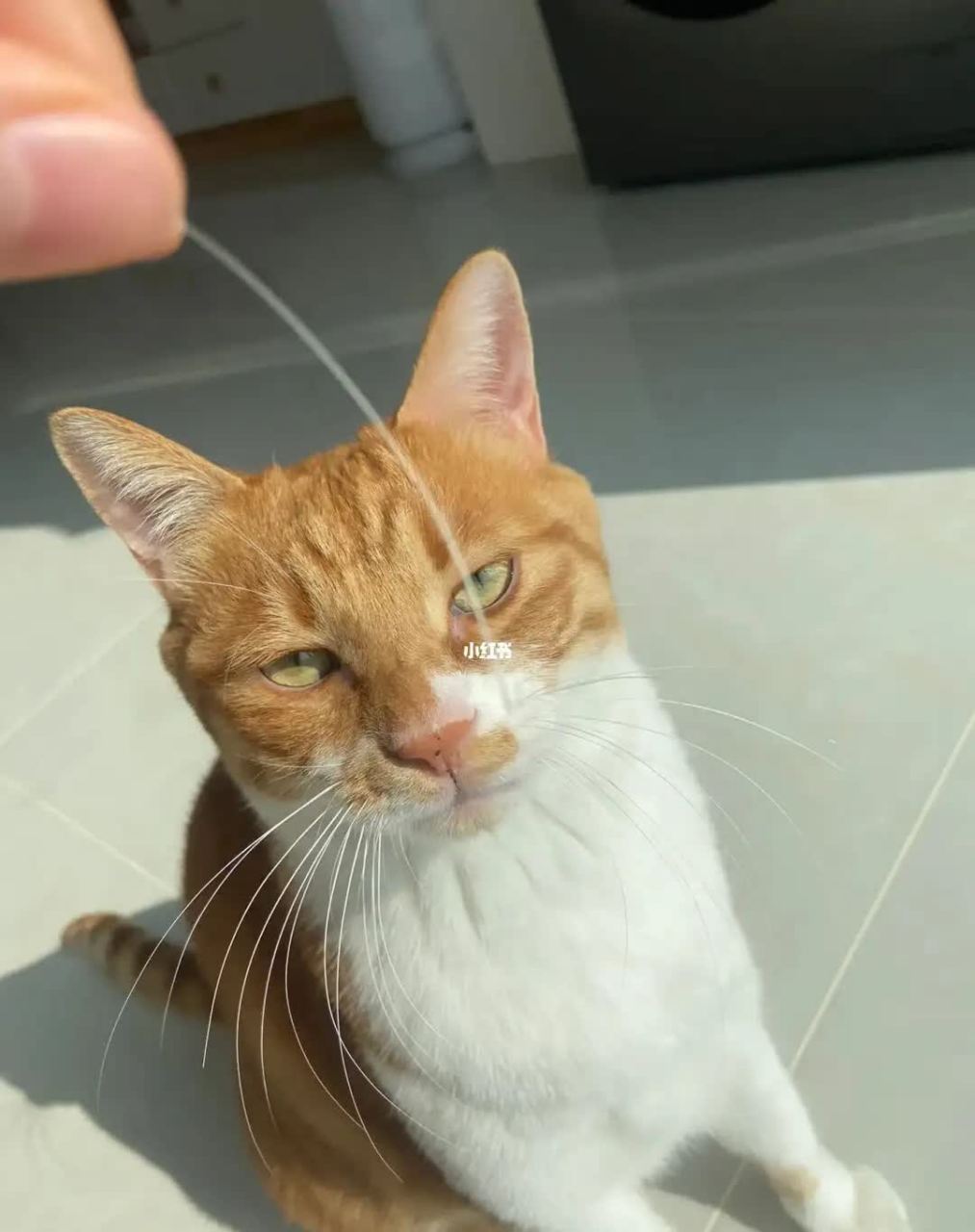 冷知识系列:猫咪的胡子  猫咪的胡须也被称为"触须",它们的作用比我们